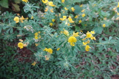 Crotalaria willdenowiana